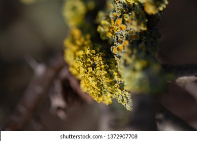 Lichen Growing On Hawthorn Hedgerow, Cambridge, England.