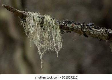 Lichen Hanging From The Branch