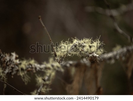 Lichen hanging from the tree branch in the forest. Usnea is a genus of mostly pale grayish-green fruticose lichens that grow like leafless mini-shrubs or tassels anchored on bark or twigs.