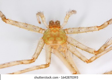 111 Lichen huntsman spider Images, Stock Photos & Vectors | Shutterstock