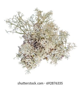 Lichen Isolated On White.