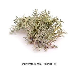 Lichen Isolated On White Background.