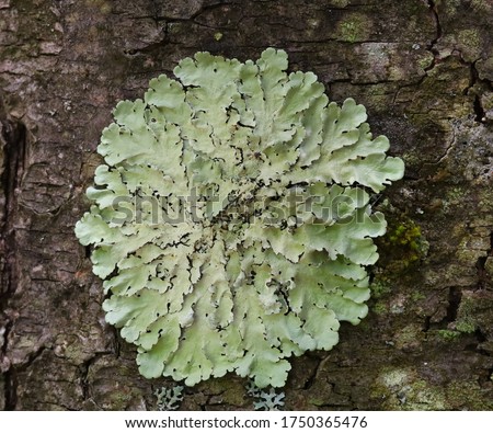 Lichen light green coloured, lichen  texture