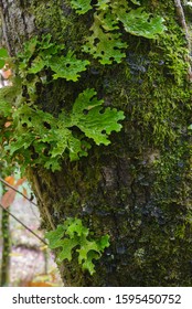 Lichen Lung On Moss On A Tree