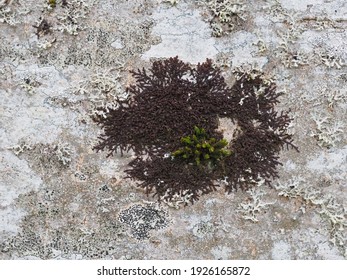 Lichen, Moss And Liverwort Background, England, UK.