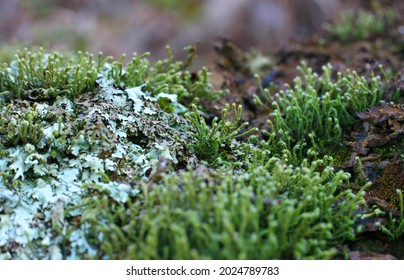 Lichen And Moss Macro Mt Canobolas Nature Reserve Orange NSW