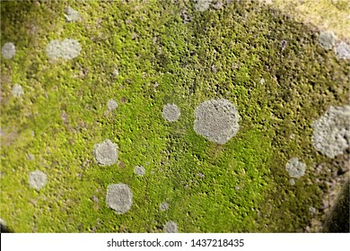 The lichen and moss on the surface of a stone. 