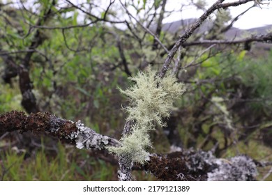 Lichen In Mount Tambora Sumbawa Island, Indonesia