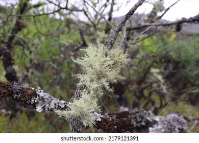 Lichen In Mount Tambora Sumbawa Island, Indonesia