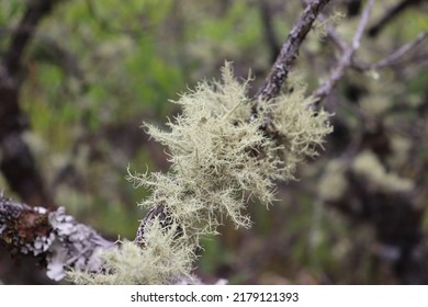 Lichen In Mount Tambora Sumbawa Island, Indonesia