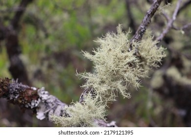 Lichen In Mount Tambora Sumbawa Island, Indonesia