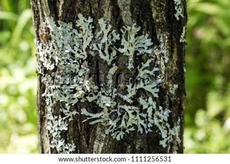 Lichen on the bark of a tree. Lichen grows on birch