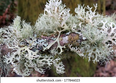 Lichen On A Branch