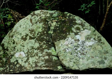 Lichen On Sandstone Slab Biodiversity In High Humidity Forest Parks