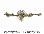 Lichen on a tree branch isolated on white background. Lichen on a branch. blue branched lichen isolated on white background. Lichen Pseudevernia furfuracea isolate on a white background.