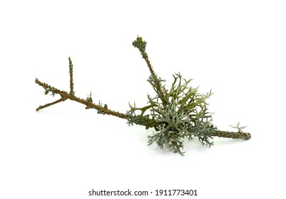 Lichen On Twig Isolated On White Background