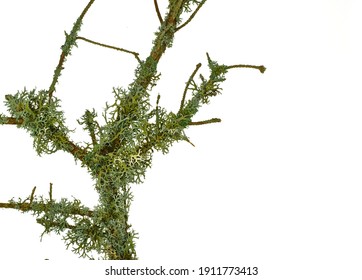 Lichen On Twig Isolated On White Background