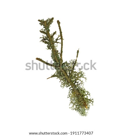 Lichen on twig isolated on white background