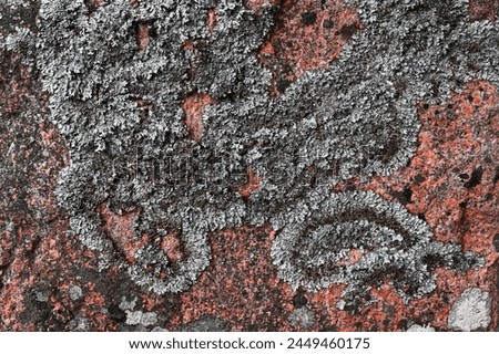 lichen pattern on granite rock in the forest