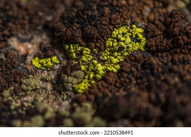 Lichen Plant On Rocks Close Up