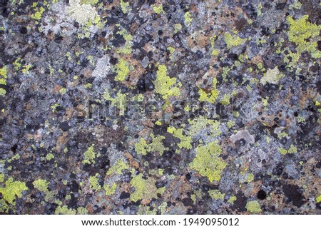 Lichen rock texture in the forest.