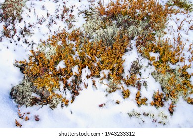 Lichen Salix Herbacea, The Dwarf Willow, Least Willow Or Snowbed Willow