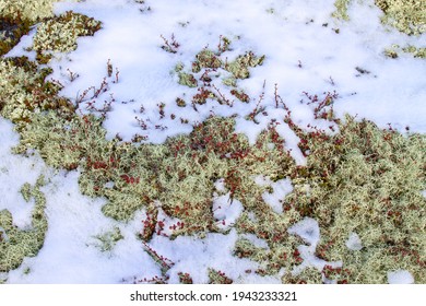 Lichen Salix Herbacea, The Dwarf Willow, Least Willow Or Snowbed Willow