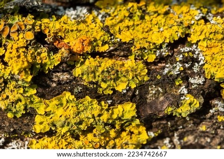 Lichen texture tree. Hypogymnia physodes and Xanthoria parietina common orange lichen close-up. Natural macro background. Lichen mushrooms grow on a tree. The concept of aging, parasites of nature
