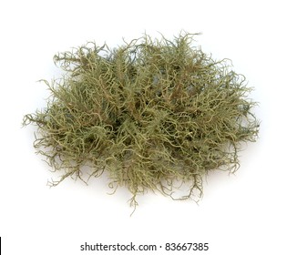 Lichen (Usnea)