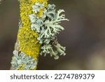 Lichen Xanthoria parietina and other lichens on dead branch