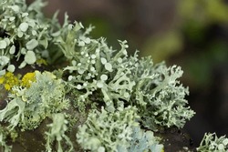 Lichen Xanthoria Parietina And Other Lichens On Dead Branch