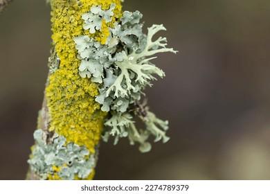 Lichen Xanthoria parietina and other lichens on dead branch