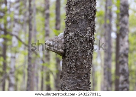 Lichened tree in a finnish forest with a fungal