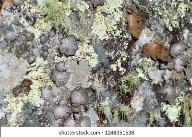 Lichens At Cheaha State Park