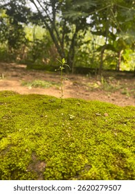 Lichens are complex life forms that are a symbiotic partnership between two separate organisms, a fungus and an algae