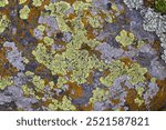 Lichens cover granite rocks, Balaton, Hungary, Europe