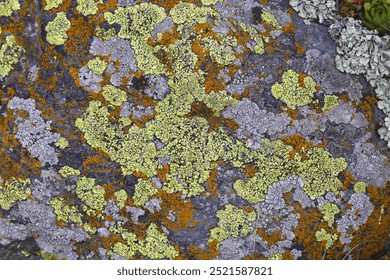 Lichens cover granite rocks, Balaton, Hungary, Europe - Powered by Shutterstock