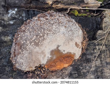 Lichens With Dew Drops In Autumn On A Tree Stump View From Above