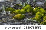 Lichens growing. on a fence showing signs of rotting.