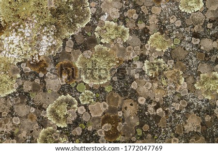 Lichens growing on a rock surface 