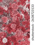 Lichens and mosses in various shapes, forms and textures on surface of rocks as natural environment pattern or textured background, top view colorful nature pattern, biological aesthetic texture 