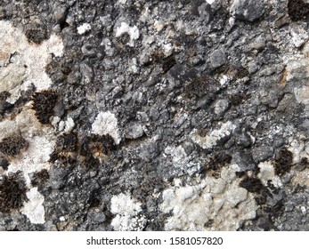 Lichens on a sedimentary limestone rock
