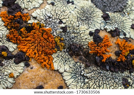 Lichens in various shapes, forms and textures on the surface of rocks.