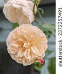 Lichfield Angel Rose in bloom 