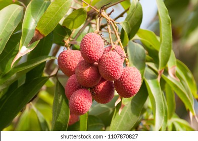 Lichi Fruit On Tree