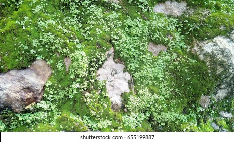 Lichin,foliose,stone,blick