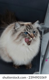 Licking blue eyed longhair Cat  - Shutterstock ID 2394901069
