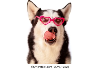 Licking cute husky dog in pink heart glasses on white background. Valentine's day concept, declaration of love
