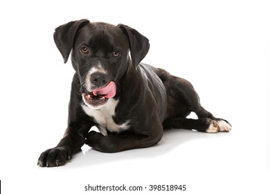 Toronto chinese escort Japanese licks dogs ass