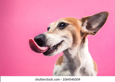 Licking Dog Profile View From The Side. Smiling Satisfied Happy Pet. Jack Russell Terrier On Bright Fun Pink Background